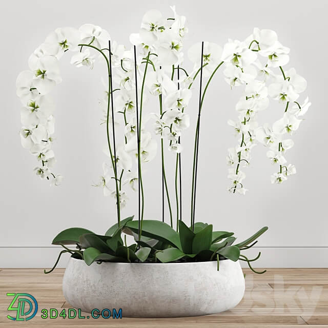 Orchid arrangement 2 3D Models 3DSKY