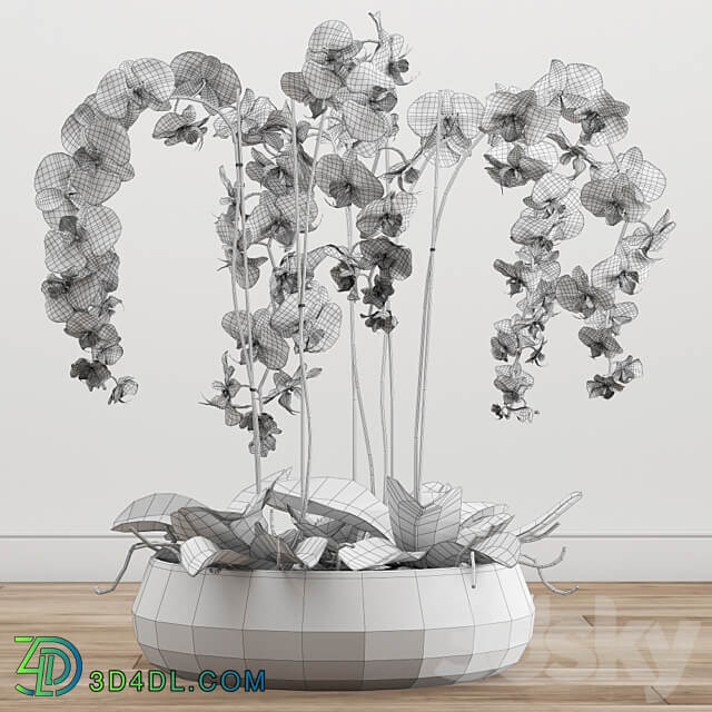 Orchid arrangement 2 3D Models 3DSKY