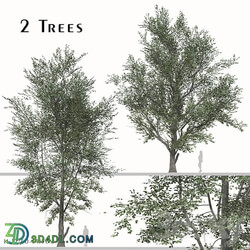 Set of Celtis Koraiensis Tree Korean hackberry 2 Trees 3D Models 