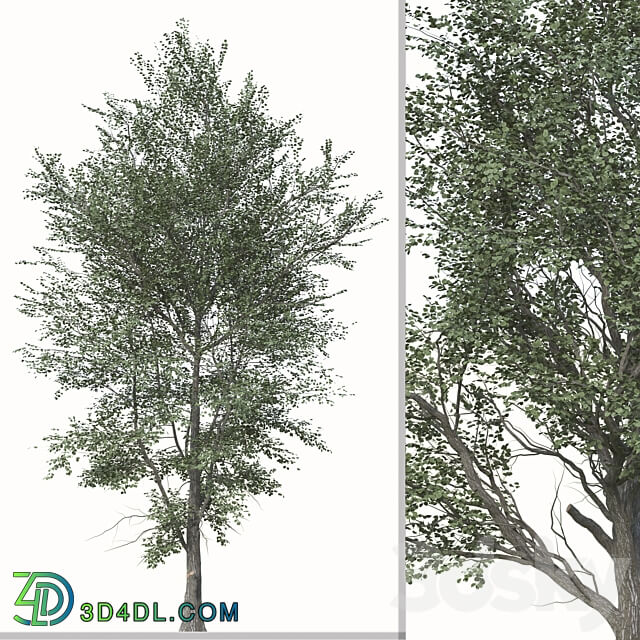 Set of Celtis Koraiensis Tree Korean hackberry 2 Trees 3D Models