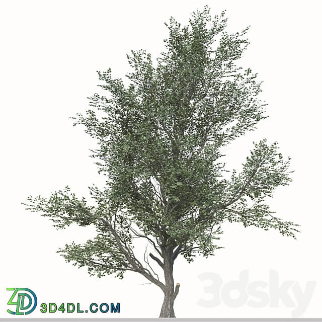 Set of Celtis Koraiensis Tree Korean hackberry 2 Trees 3D Models