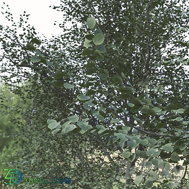 Set of Celtis Koraiensis Tree Korean hackberry 2 Trees 3D Models