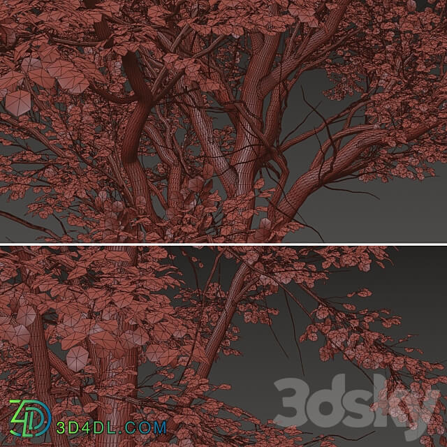 Set of Celtis Koraiensis Tree Korean hackberry 2 Trees 3D Models