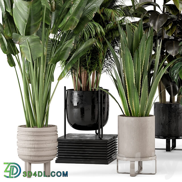 Indoor Plants in Ferm Living Bau Pot Large Set 572 3D Models