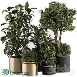 indoor Plant Set 378 Tree and Plant Set in pot 3D Models 