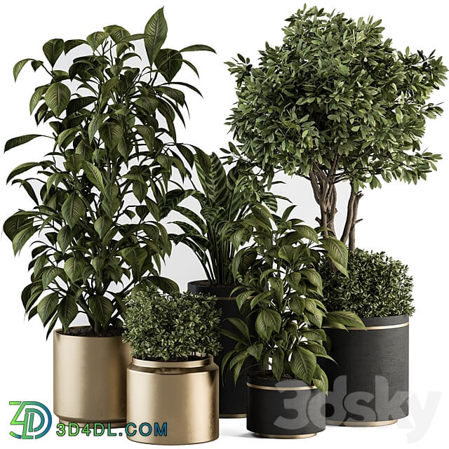 indoor Plant Set 378 Tree and Plant Set in pot 3D Models