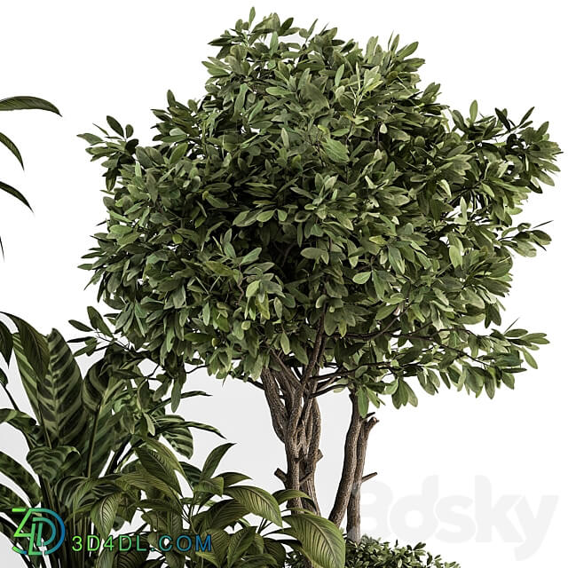 indoor Plant Set 378 Tree and Plant Set in pot 3D Models