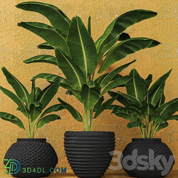 Banana palms. 3 pcs. flower pot flowerpot outdoor exotic 3D Models 