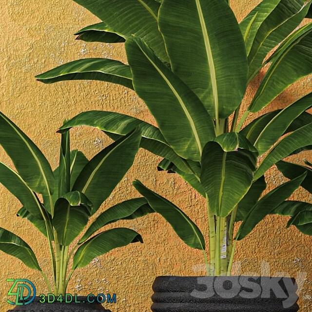 Banana palms. 3 pcs. flower pot flowerpot outdoor exotic 3D Models