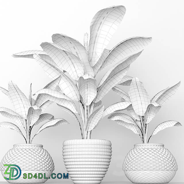 Banana palms. 3 pcs. flower pot flowerpot outdoor exotic 3D Models