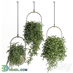 indoor Plant Set 410 Hanging Plants 3D Models 