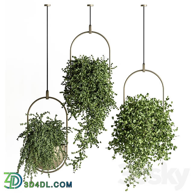 indoor Plant Set 410 Hanging Plants 3D Models