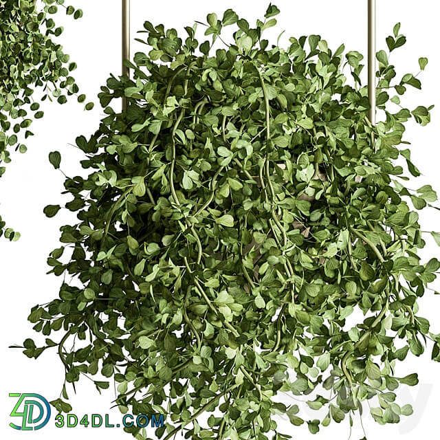 indoor Plant Set 410 Hanging Plants 3D Models