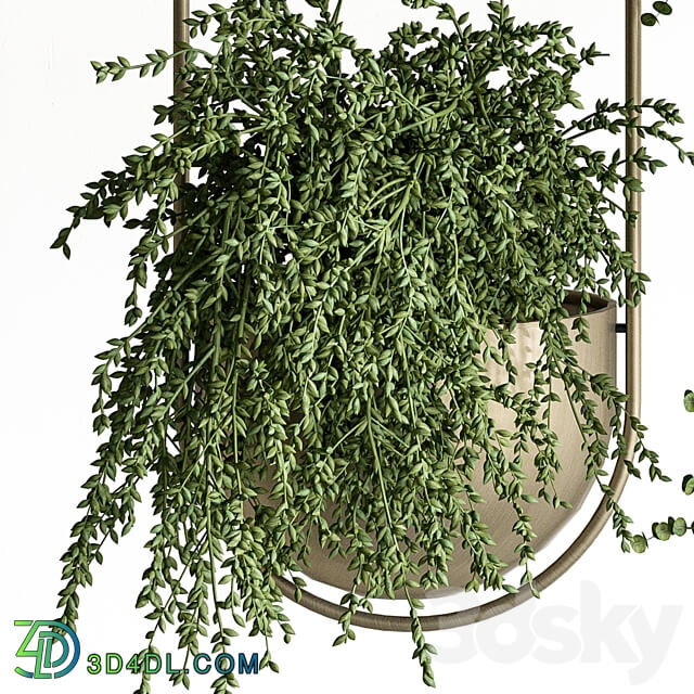 indoor Plant Set 410 Hanging Plants 3D Models