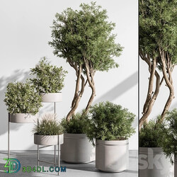 indoor Plant 433 Tree and Bush 3D Models 