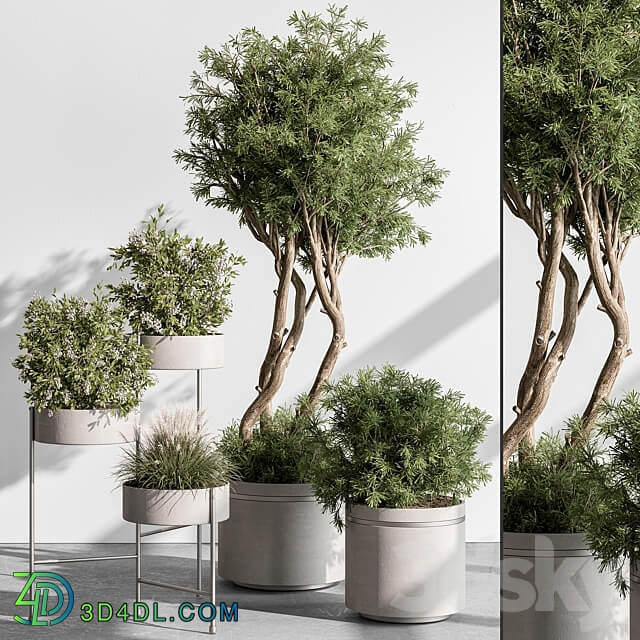 indoor Plant 433 Tree and Bush 3D Models