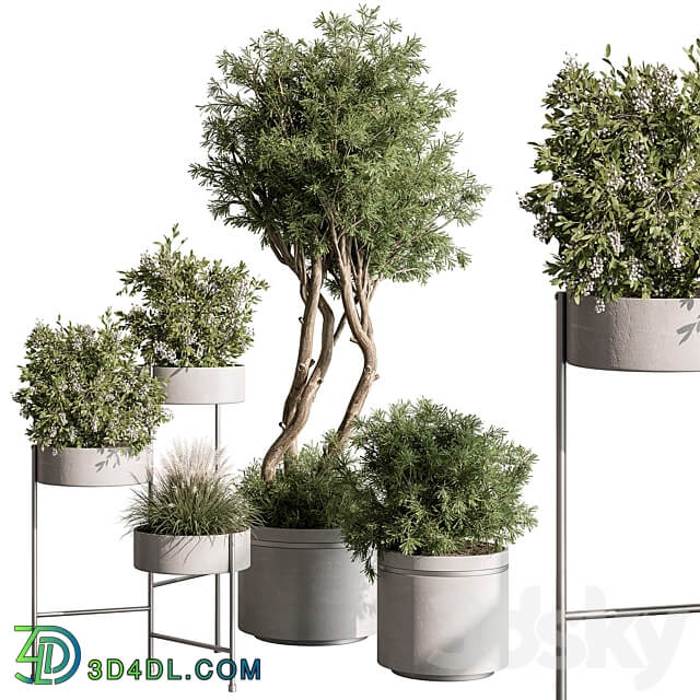 indoor Plant 433 Tree and Bush 3D Models