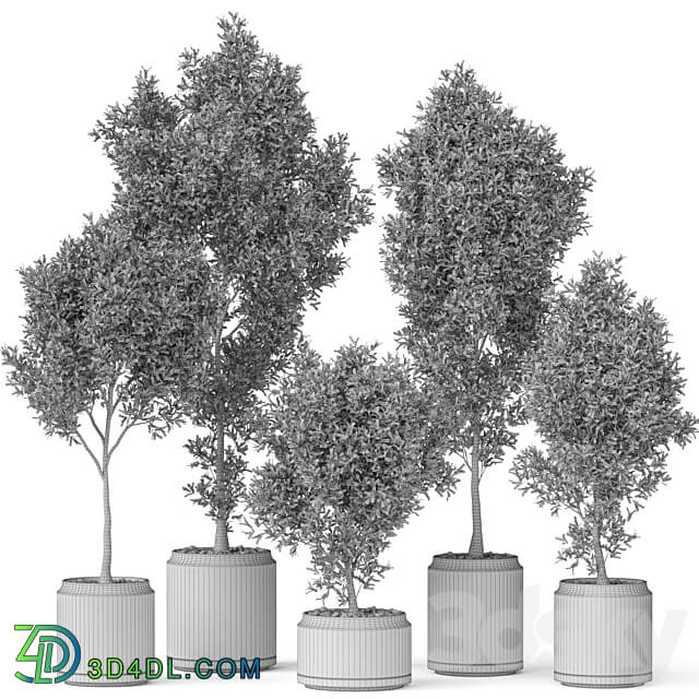 Plants collection 846 3D Models