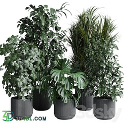 indoor plant set 308 pot palm ficus rubbery monstera concrete dirt vase 3D Models 