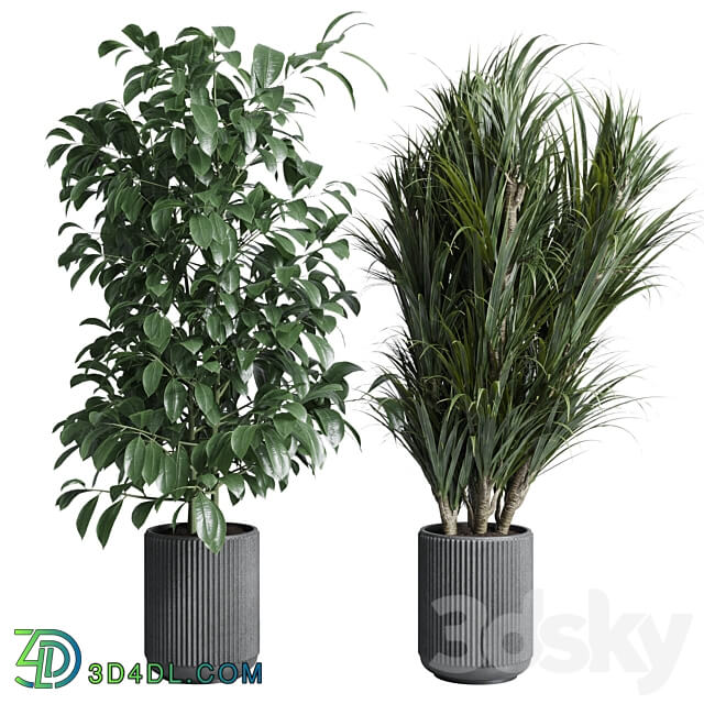 indoor plant set 308 pot palm ficus rubbery monstera concrete dirt vase 3D Models