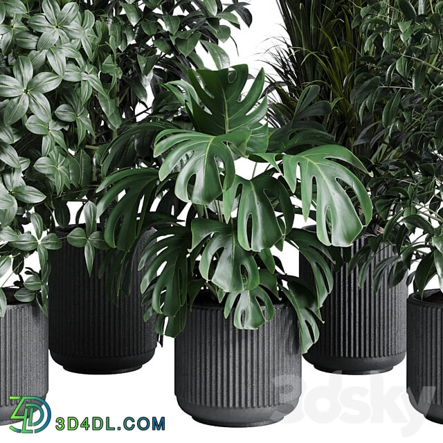 indoor plant set 308 pot palm ficus rubbery monstera concrete dirt vase 3D Models