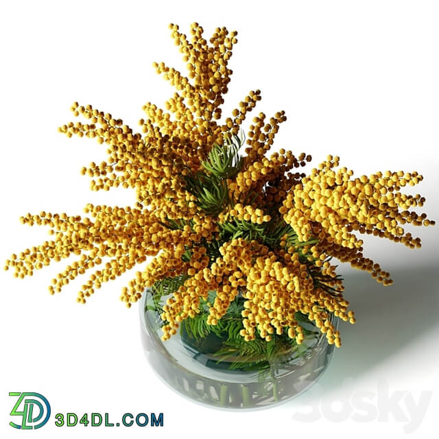 Mimosa in a low glass vase