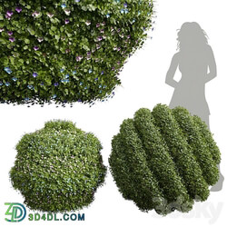 New Plant Bacopa Diffusa Sutera Decorative Ligustrum Quihoui Privet Pruned 