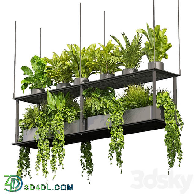 Collection plant vol 439 hanging ampelous palm pothos