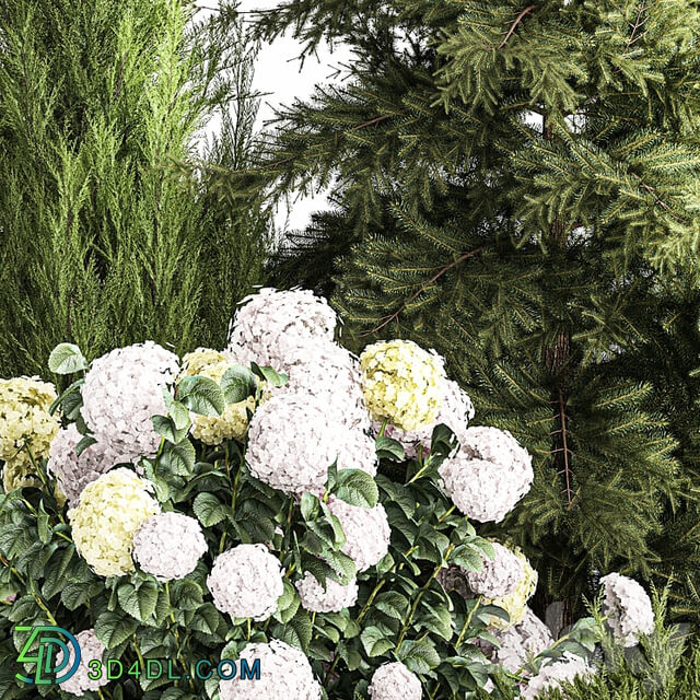 Garden of spruce, pine, topiary, white hydrangea bush, flowers, juniper, alpine hill. Plant set 1181