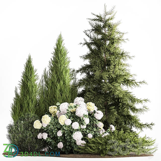 Garden of spruce, pine, topiary, white hydrangea bush, flowers, juniper, alpine hill. Plant set 1181