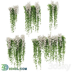 Hanging plants with white orchid flowers 