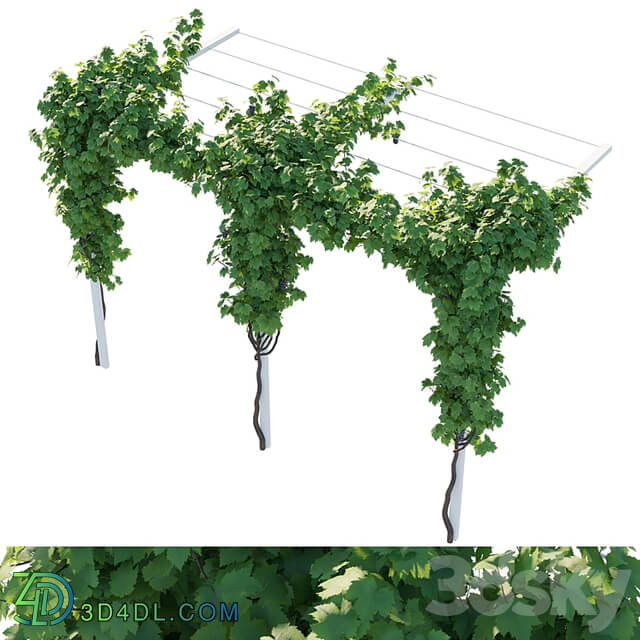 Vines grapes