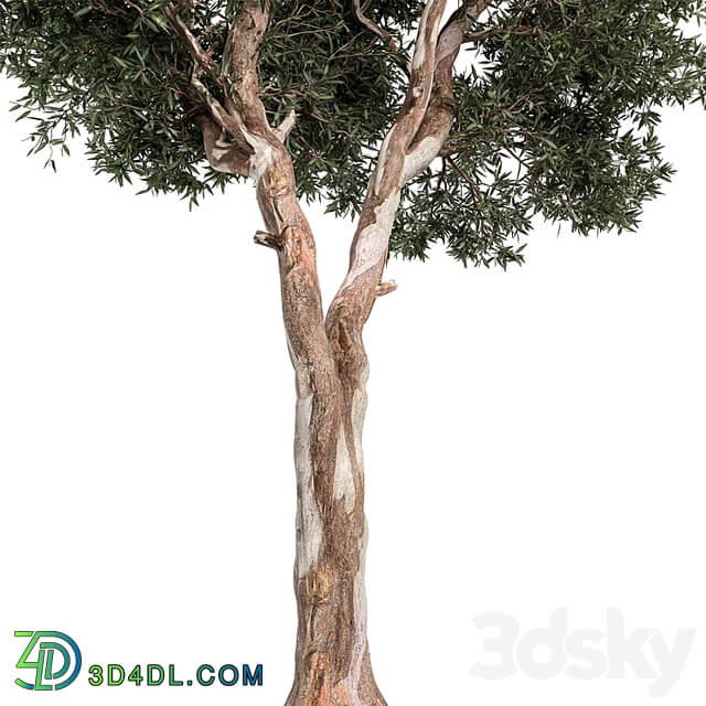 RedGum Tree Set 175