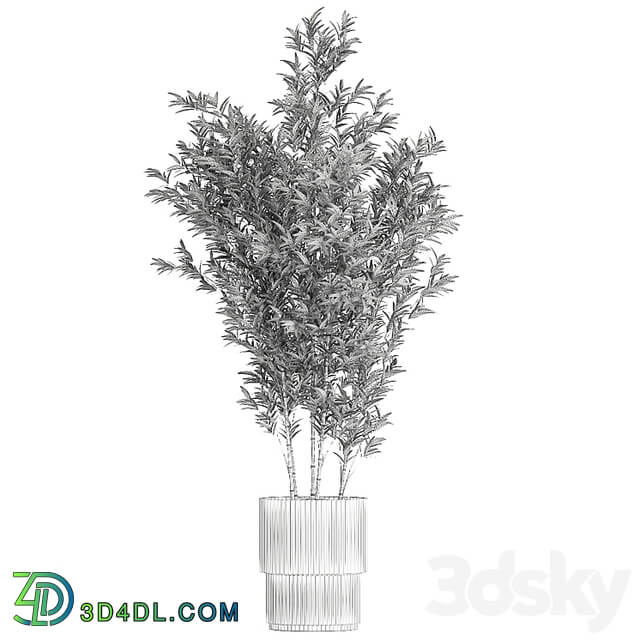 Beautiful Bamboo bush in a white flower pot. Plant collection 1272