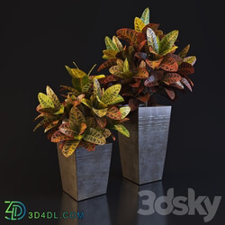 Croton 3D Models 