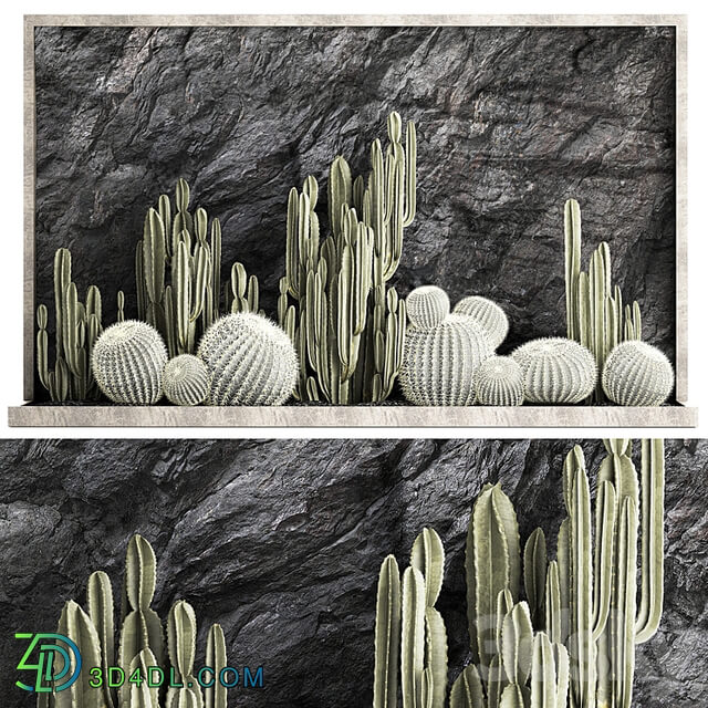 Desert plants cacti with wall rock, black pebbles, cereus, echinocactus, Barrel cactus. Plant collection 1279