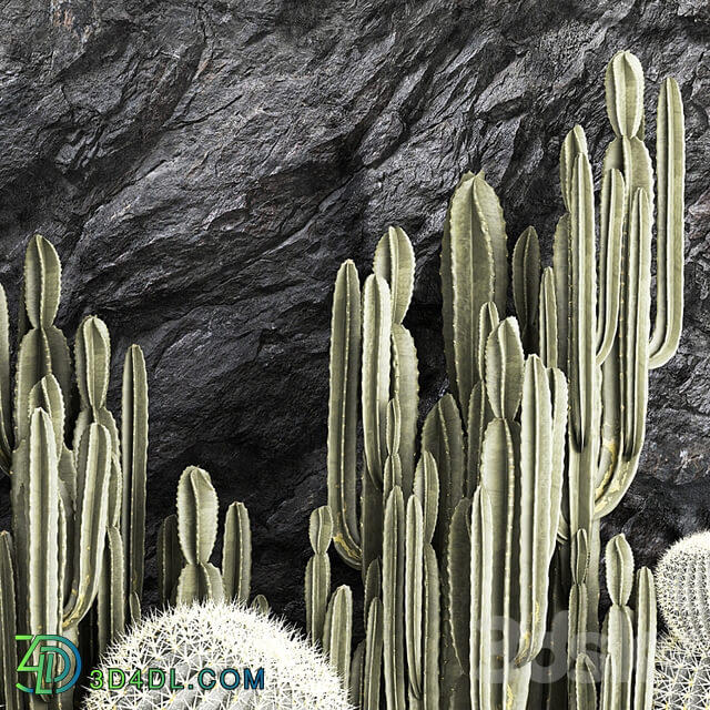 Desert plants cacti with wall rock, black pebbles, cereus, echinocactus, Barrel cactus. Plant collection 1279