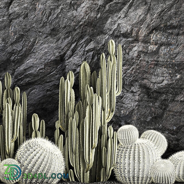 Desert plants cacti with wall rock, black pebbles, cereus, echinocactus, Barrel cactus. Plant collection 1279