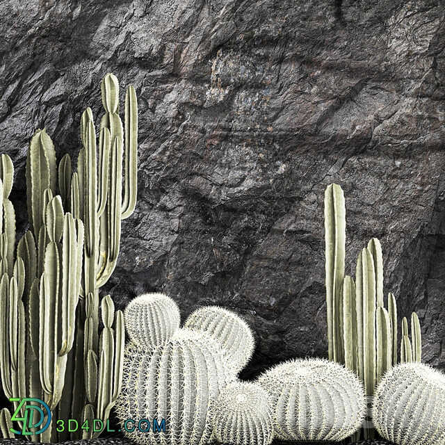 Desert plants cacti with wall rock, black pebbles, cereus, echinocactus, Barrel cactus. Plant collection 1279