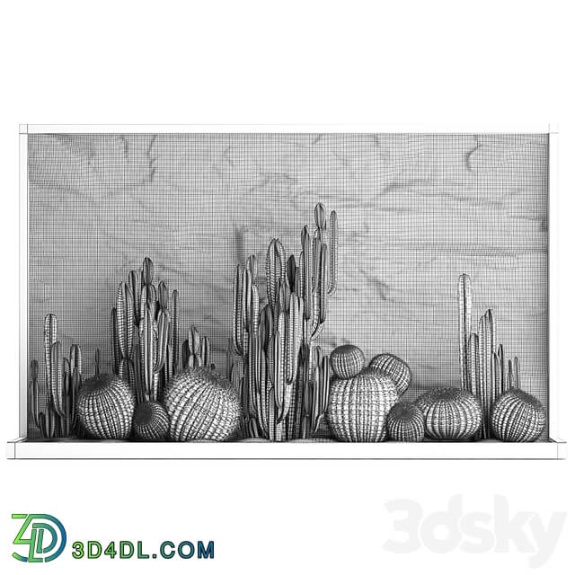 Desert plants cacti with wall rock, black pebbles, cereus, echinocactus, Barrel cactus. Plant collection 1279