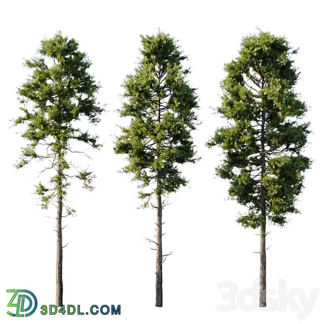 Pine 18m and 12m