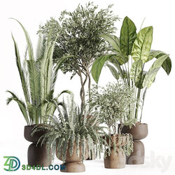 indoor plants in vase 002 