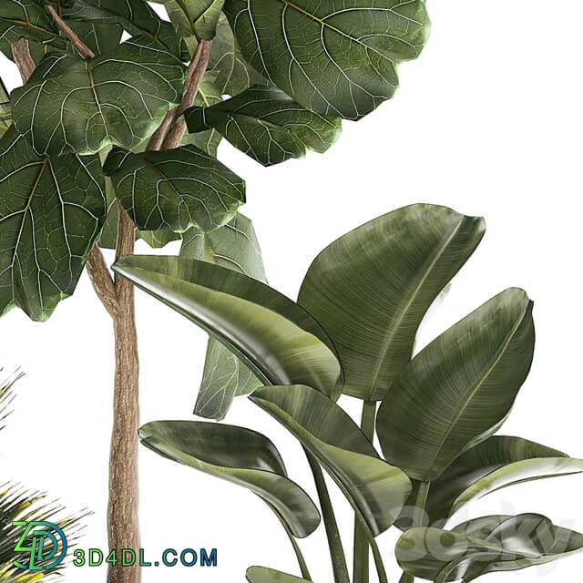 Banana palm and Ficus lyrata in a pot with bamboo bush. Plant collection 1299