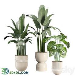 indoor plant set 