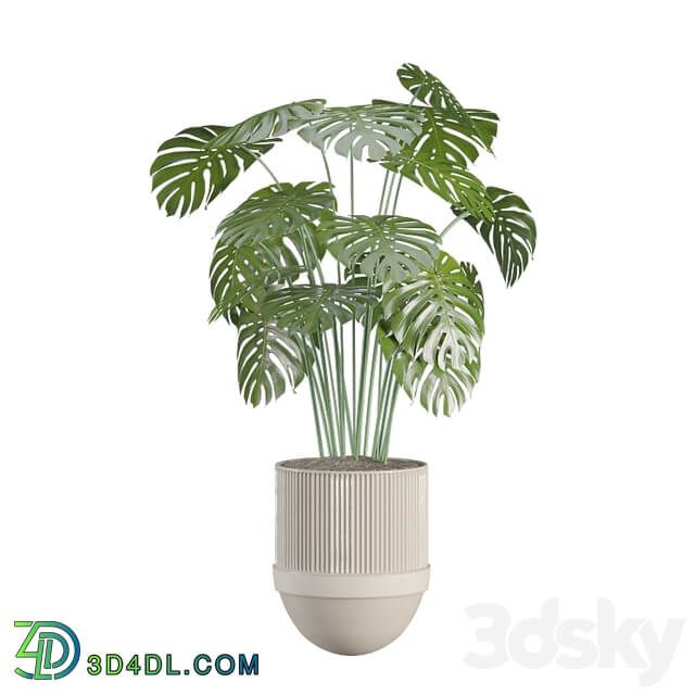 indoor plant set