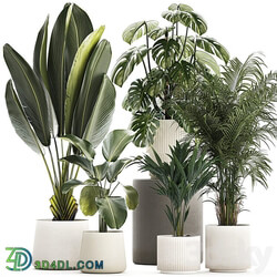 Beautiful plants in pots and flowerpots palm Howea, monstera, Ravenala, Strelitzia, Calathea. set of plants 1320 