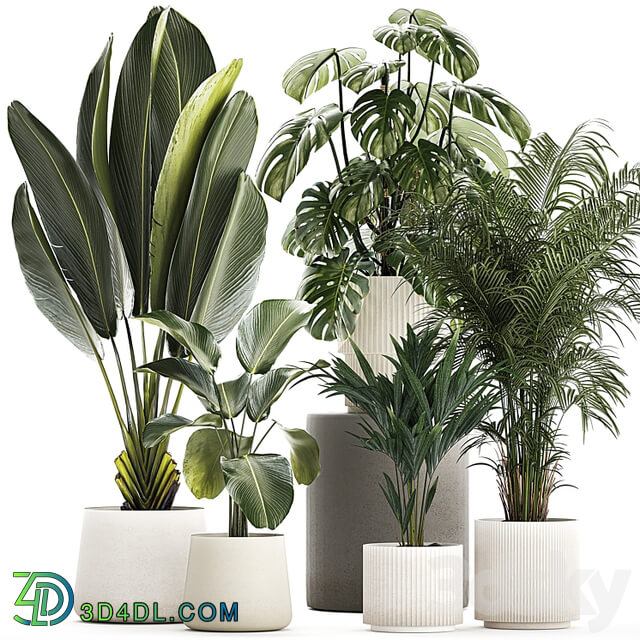 Beautiful plants in pots and flowerpots palm Howea, monstera, Ravenala, Strelitzia, Calathea. set of plants 1320