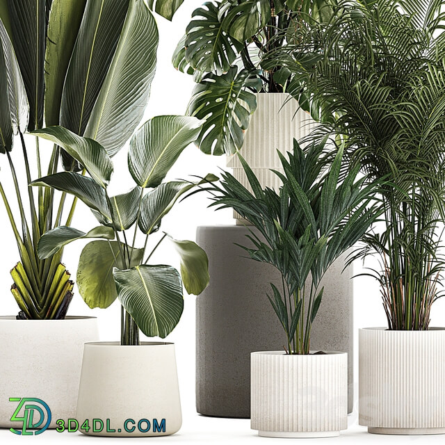 Beautiful plants in pots and flowerpots palm Howea, monstera, Ravenala, Strelitzia, Calathea. set of plants 1320