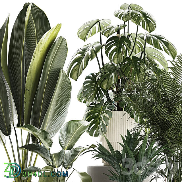 Beautiful plants in pots and flowerpots palm Howea, monstera, Ravenala, Strelitzia, Calathea. set of plants 1320