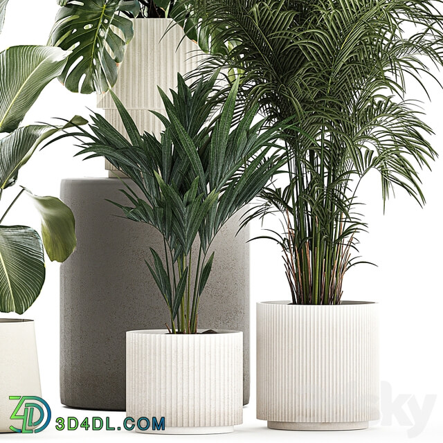 Beautiful plants in pots and flowerpots palm Howea, monstera, Ravenala, Strelitzia, Calathea. set of plants 1320